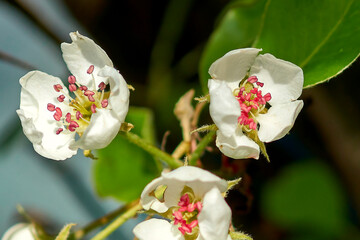 Apple tree flowers in spring on a branch close-up.