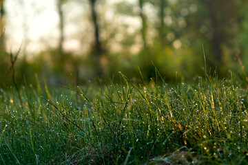 Dew drops on young green grass in early spring morning.