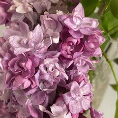 Purple Lilac Branch 