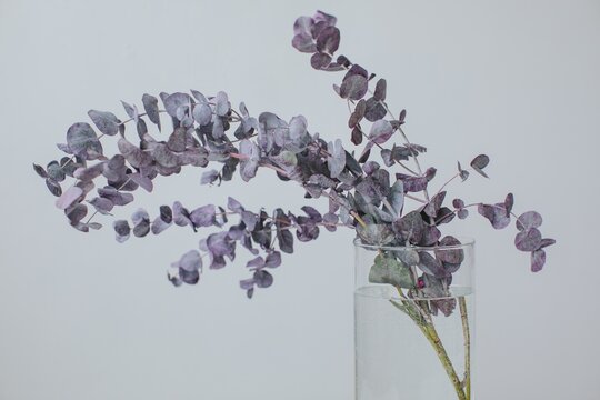 Eucalyptus in vase