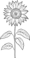 Sunflower Simple Art