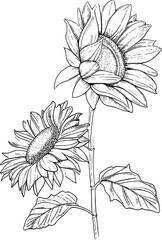 Sunflowers Vector Art