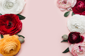 Tender ranunculus flowers as flatlay on pink background with copy space. Bunch of Persian buttercup in floral arrangements, top view