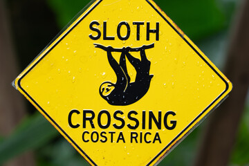 Sloth crossing wildlife Costa Rica trip