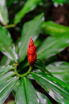 Costa Rica rainforest red flower, Red ginger