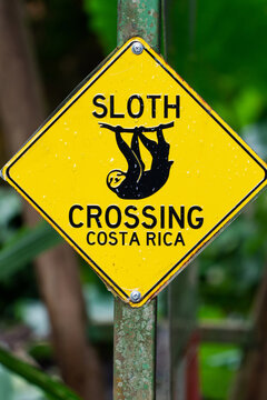Sloth crossing wildlife Costa Rica trip