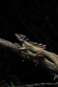 Basilisco caf&eacute; Costa Rica wildlife animal