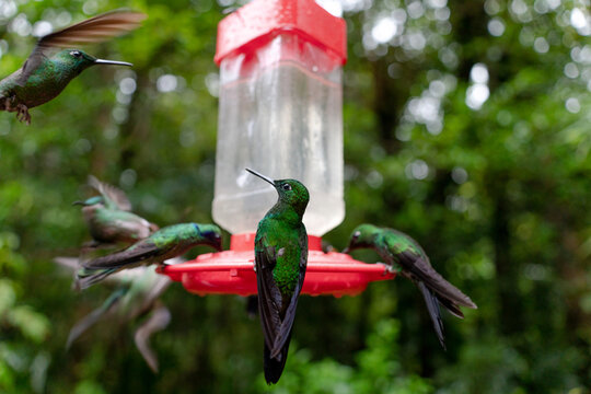 Hummingbirds in a feeder by the rainforest in Costa Rica