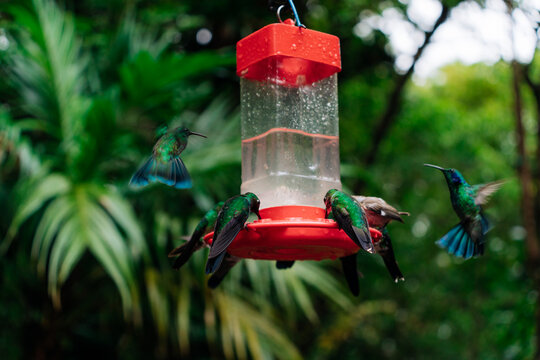 Hummingbirds in a feeder by the rainforest in Costa Rica