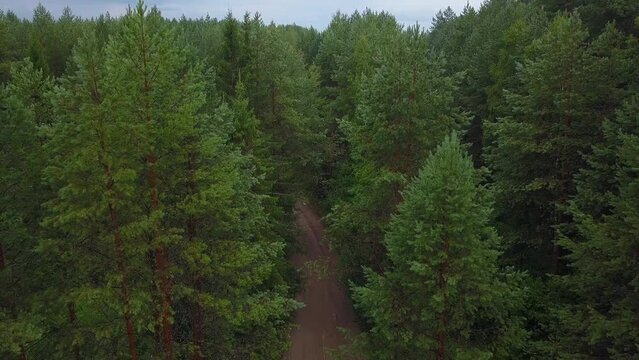 View of a wooded area from a drone. Clip. A bright sunless sky over small fir trees that stand close to each other.