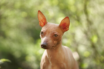 Portrait of an American Hairless Terrier against bokeh background. Small dog in nature, close-up pet