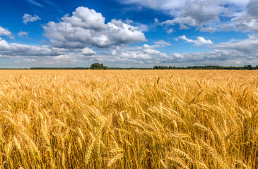 Agricultural landscape with field of ripening wheat and cumulus clouds above