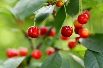 ripe cherries on a branch. the concept of cherry growing and harvesting