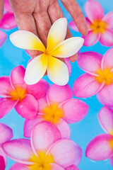 Womans hand holding a frangipani flower above a blue pool full of pink flowers