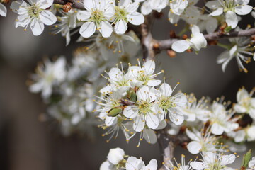 Sweden. Prunus spinosa, called blackthorn or sloe, is a species of flowering plant in the rose family Rosaceae. The species is native to Europe, western Asia, and regionally in northwest Africa. 