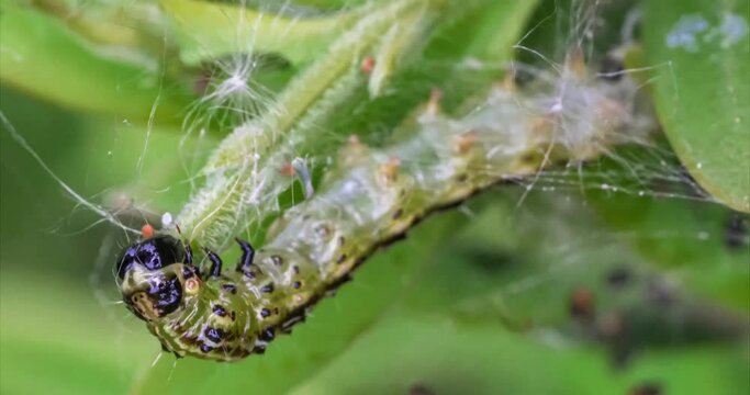 Makroaufnahme einer Raupe des Buchsbaumz&uuml;nslers (Cydalima perspectalis) beim Fressen von Buchsbaumbl&auml;ttern (Buxus sempervirens)	