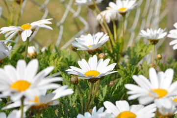daisies in the grass