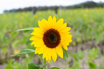 Sunflower Farm