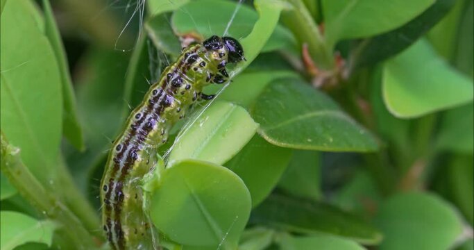 Makroaufnahme einer Raupe des Buchsbaumz&uuml;nslers (Cydalima perspectalis) beim Fressen von Buchsbaumbl&auml;ttern (Buxus sempervirens)	
