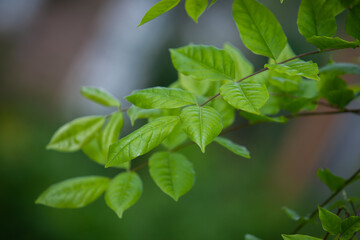 Green leaves on a branch