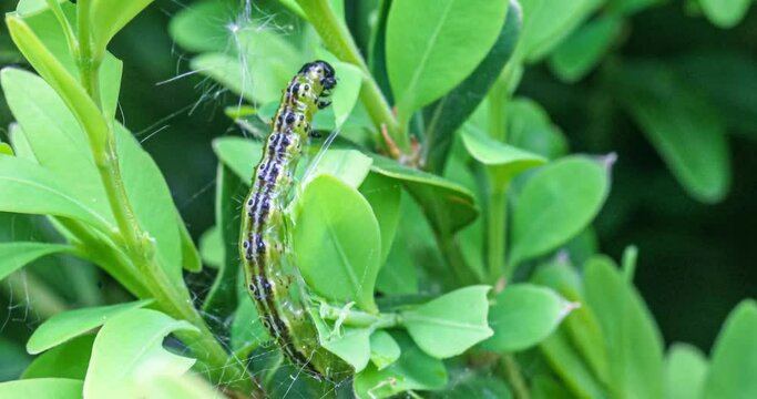 Makroaufnahme einer Raupe des Buchsbaumz&uuml;nslers (Cydalima perspectalis) beim Fressen von Buchsbaumbl&auml;ttern (Buxus sempervirens)	