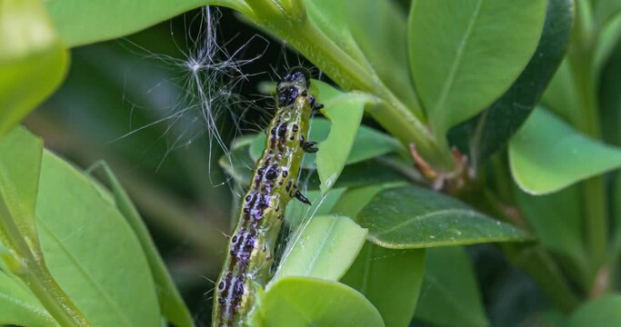 Makroaufnahme einer Raupe des Buchsbaumz&uuml;nslers (Cydalima perspectalis) beim Fressen von Buchsbaumbl&auml;ttern (Buxus sempervirens)	