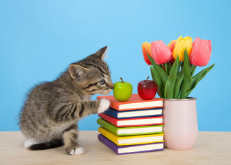 Adorable tabby kitten sitting next to bright colorful books stacked on a light wood table with blue background. apples on top of stacked books. Pink vase with tulip flowers sitting next to books.