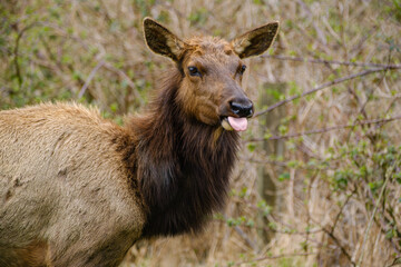 Roosevelt Elk close-up with tongue sticking out perhaps not pleased for a portrait