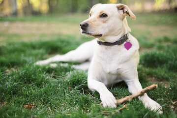 yellow lab mix puppy lying in grass with a stick