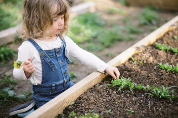 little toddler girl in jean overalls playing outside in spring garden