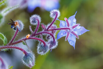 Borage flowers are also known as starflower and it is a herb - stock photo