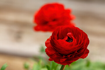 Beautiful red ranunculus flowers in a garden center near you - stock photo