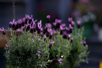 French lavender plants loved by bees - stock photo