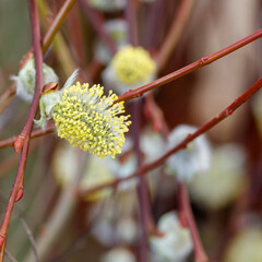 Salix plant flower head in macro - stock photo