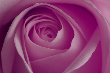 The purple heart rose - stock photo