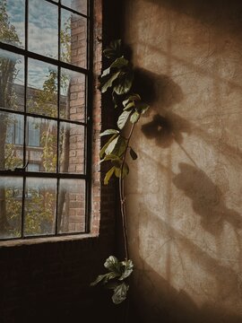 Fiddle Leaf Fig tree in a studio