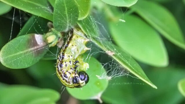 Makroaufnahme einer Raupe des Buchsbaumz&uuml;nslers (Cydalima perspectalis) beim Fressen von Buchsbaumbl&auml;ttern (Buxus sempervirens)	