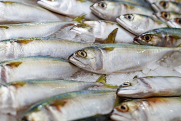 Fish herring raw fresh chilled on ice, selective focus