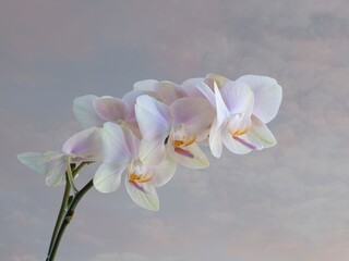 Obraz na płótnie Canvas Pink orchid against the sky