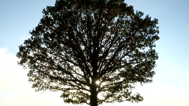 Sunlight shines behind large oak tree foliage. The majesty of nature with rays of sunshine - the symbols of success and growth as the greatness of the sun and tree. Zoom-in style footage. 