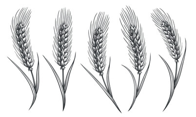 Spikelets of wheat sketch. Hand drawn ears of wheat for decoration, packaging design of bakery. Vector illustration
