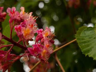 Bee on horse pink chestnut Bee on horse pink chestnut
