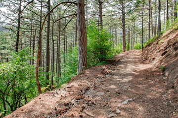 Hiking trail in mountains among coniferous forest and pine trees on slope