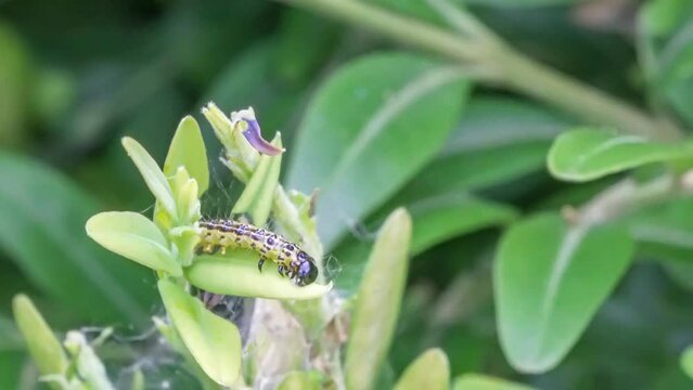 Makroaufnahme einer Raupe des Buchsbaumz&uuml;nslers (Cydalima perspectalis) beim Fressen von Buchsbaumbl&auml;ttern (Buxus sempervirens)