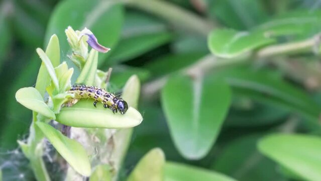Makroaufnahme einer Raupe des Buchsbaumz&uuml;nslers (Cydalima perspectalis) beim Fressen von Buchsbaumbl&auml;ttern (Buxus sempervirens)