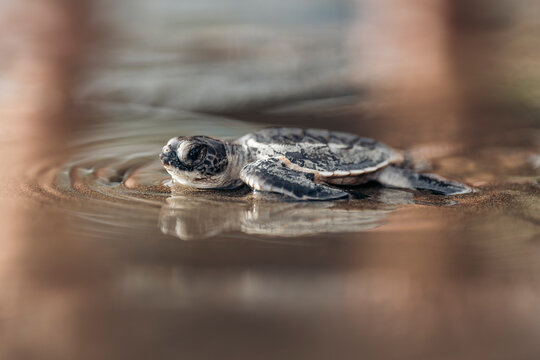 First steps of turtle on the beach