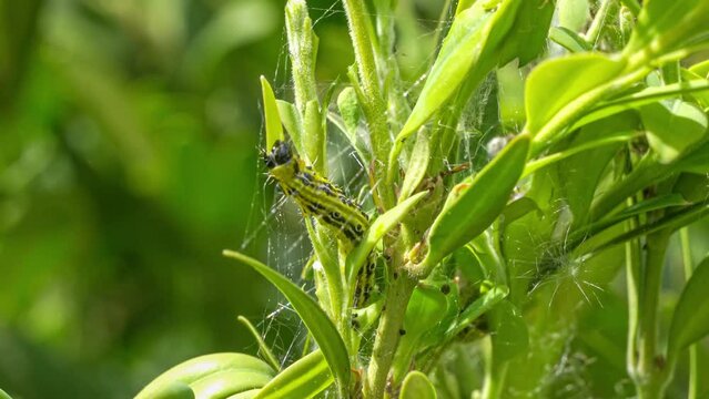 Makroaufnahme einer Raupe des Buchsbaumz&uuml;nslers (Cydalima perspectalis) beim Fressen von Buchsbaumbl&auml;ttern (Buxus sempervirens)
