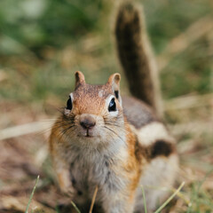 Playful Whiskers: Close-Up of a Chipmunk Engaged in Play