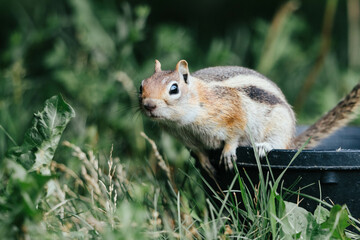 Playful Whiskers: Close-Up of a Chipmunk Engaged in Play