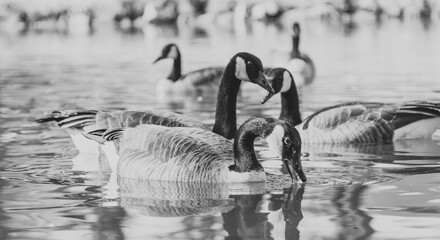 Monochrome Elegance: Canadian Geese Gracing a Tranquil Pond